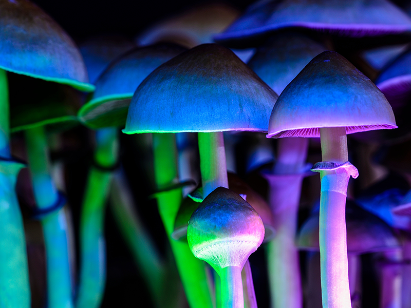 Celebrating the Magic of Fungi: Audience Reactions to ‘Fantastic Fungi’’s 5th Anniversary&nbsp;Tour